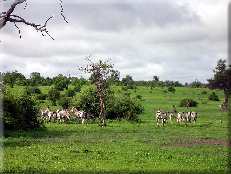 foto Parco nazionale del Chobe